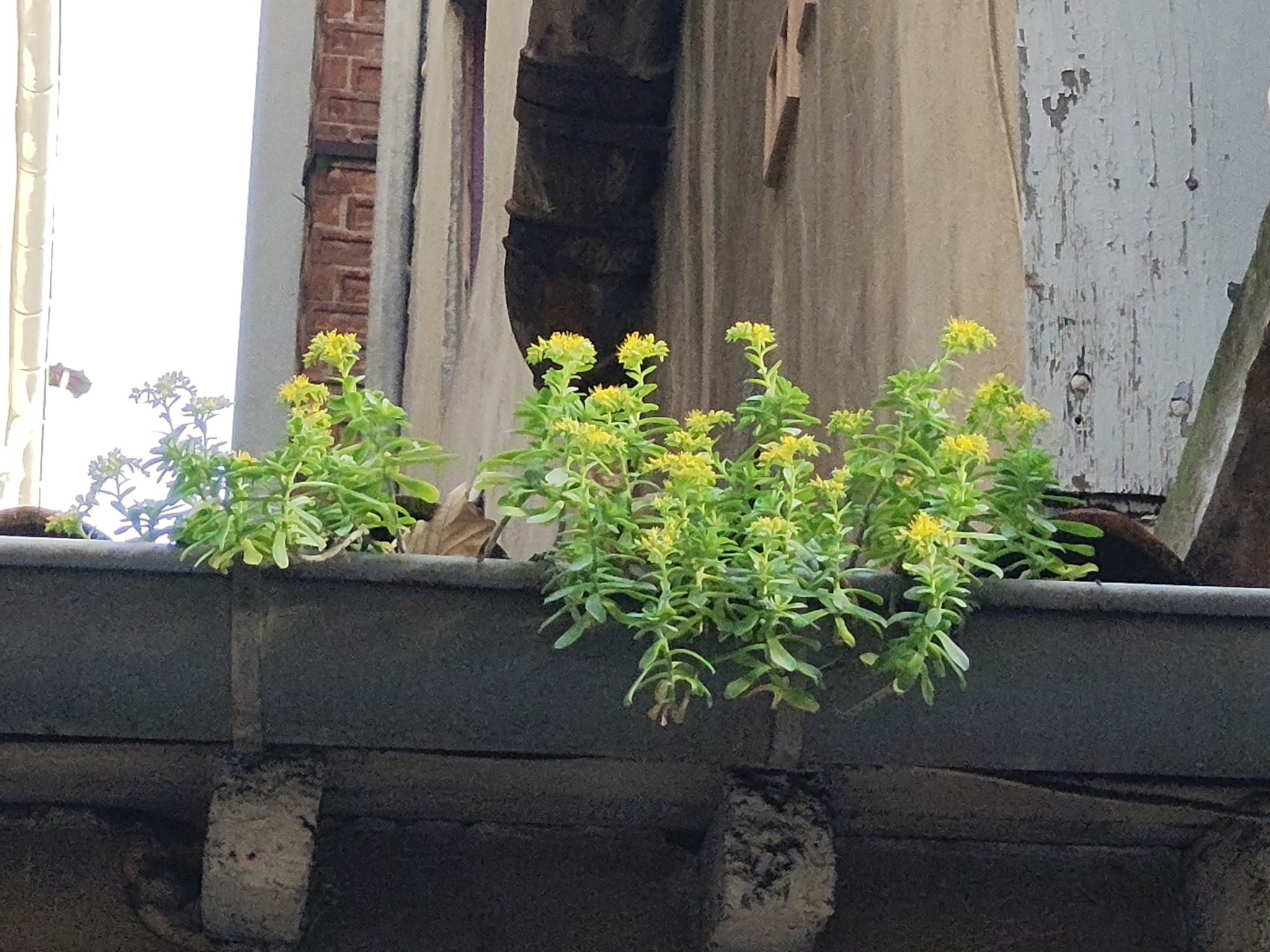 Imagem de Planta jade
