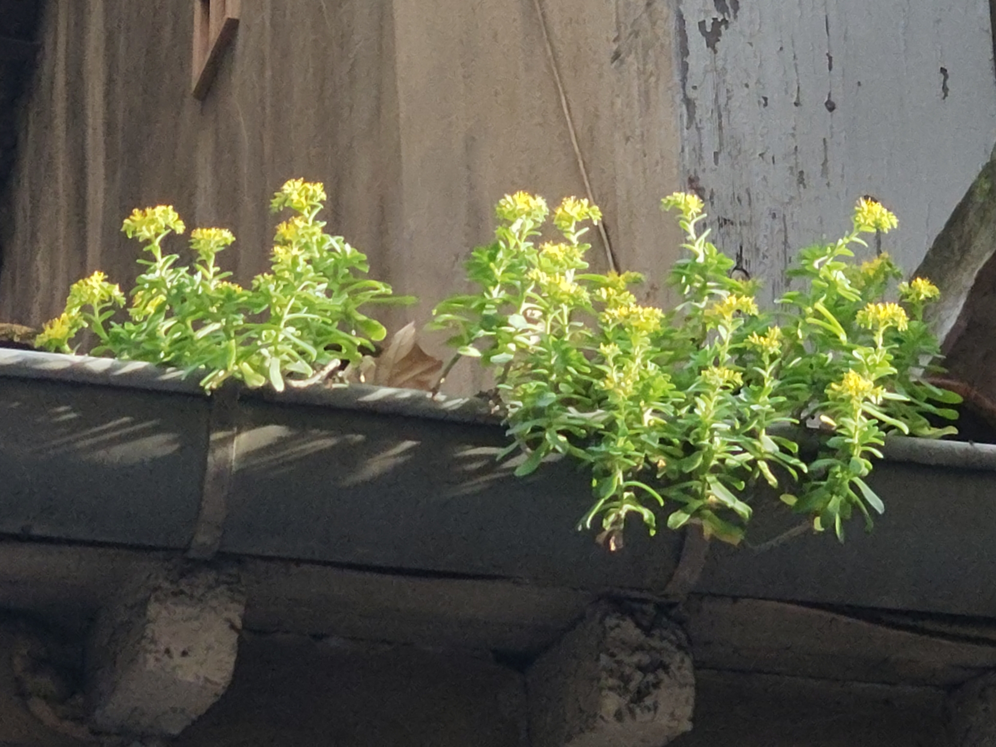 Imagem de Planta jade