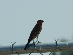 Haemorhous mexicanus