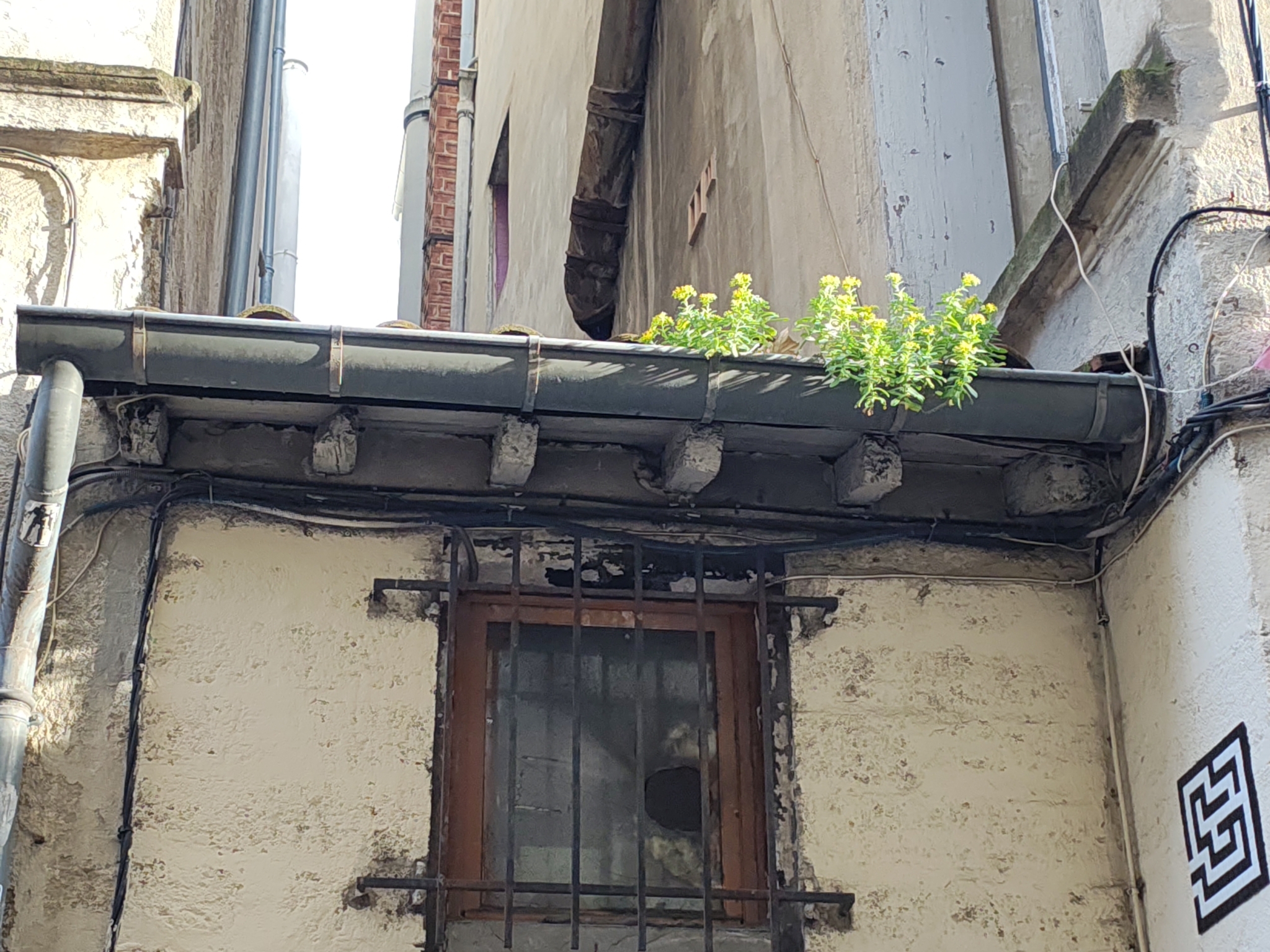 Imagem de Planta jade