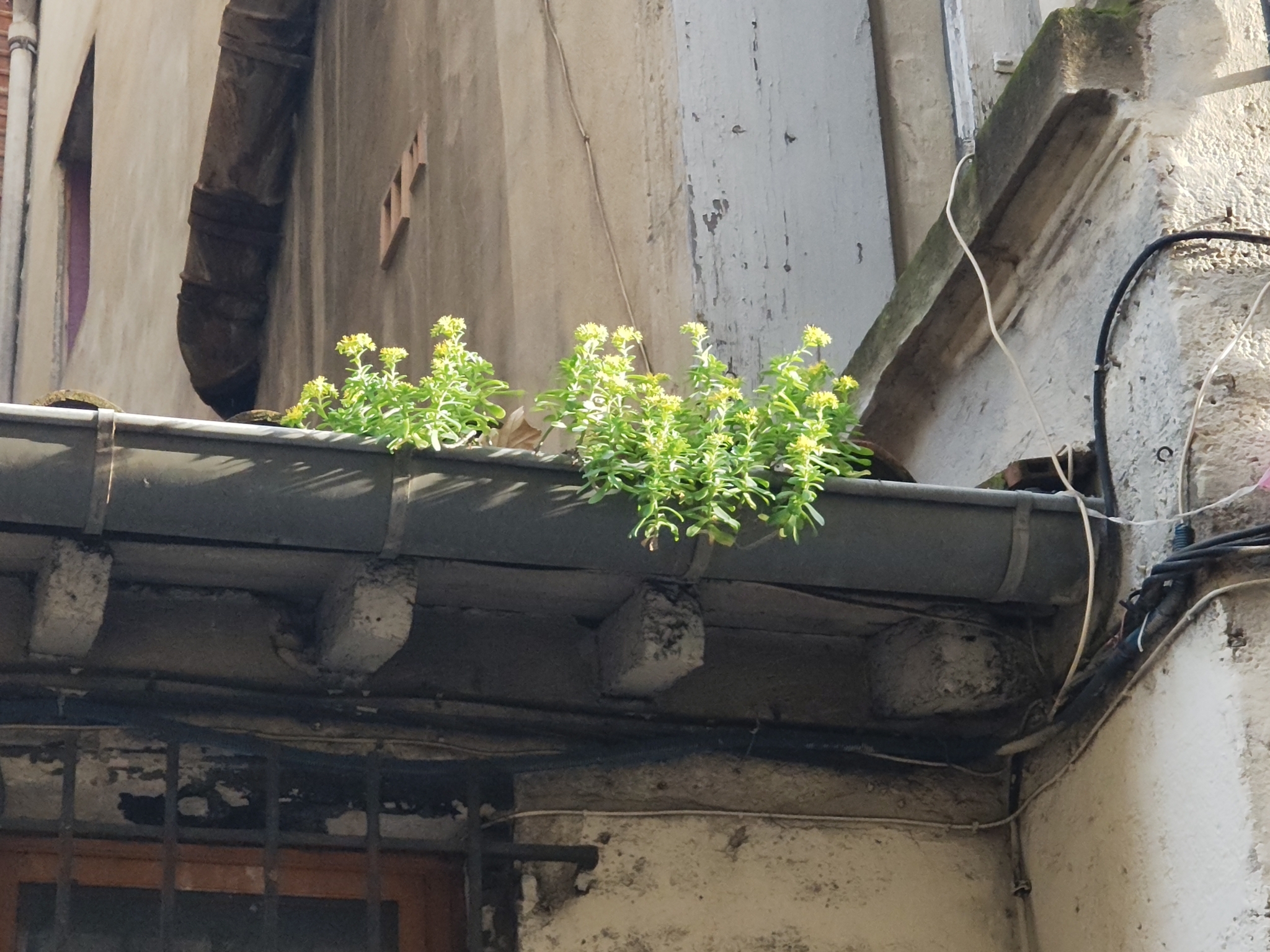 Imagem de Planta jade