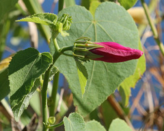 Hibiscus furcellatus