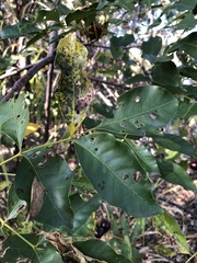 Pleiogynium timoriense