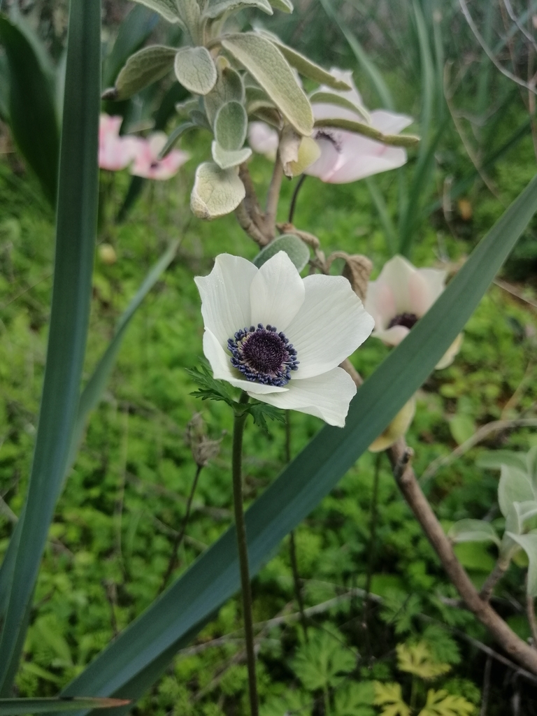 Anemone coronaria, Βόρεια Κυνουρία 220 19, Ελλάδα