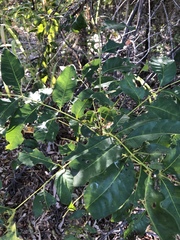 Pleiogynium timoriense