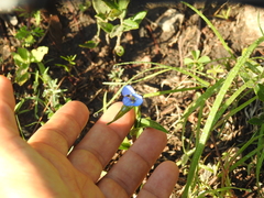 Commelina dianthifolia