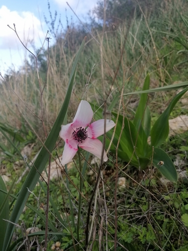 Anemone coronaria