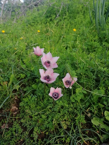 Anemone coronaria