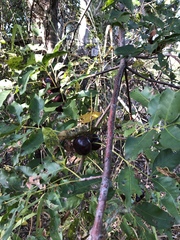 Pleiogynium timoriense