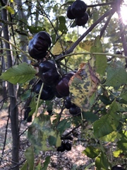 Pleiogynium timoriense