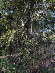 Pleiogynium timoriense