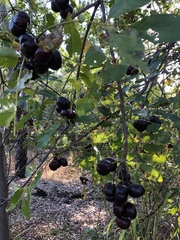 Pleiogynium timoriense