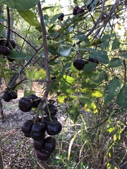 Pleiogynium timoriense