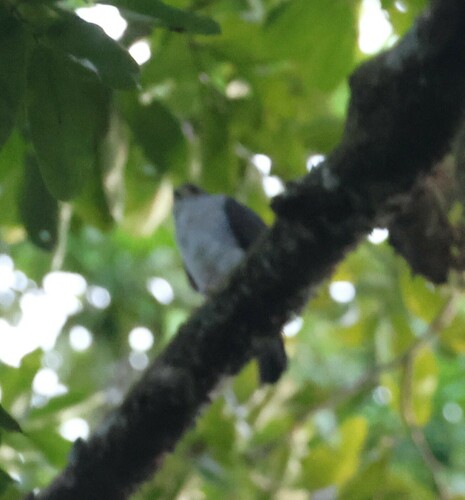 Tiny Hawk (Microspizias superciliosus), photo 9