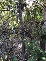 Pleiogynium timoriense