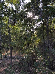 Pleiogynium timoriense