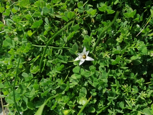 Romulea columnae