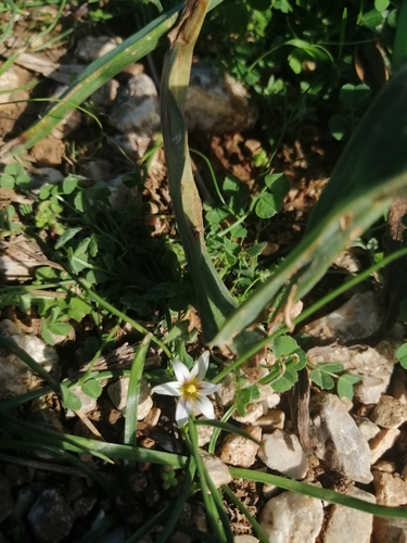Romulea columnae