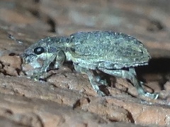 Sitona californius
