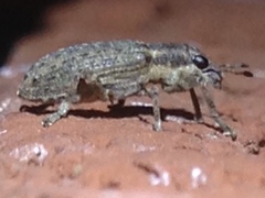 Sitona californius