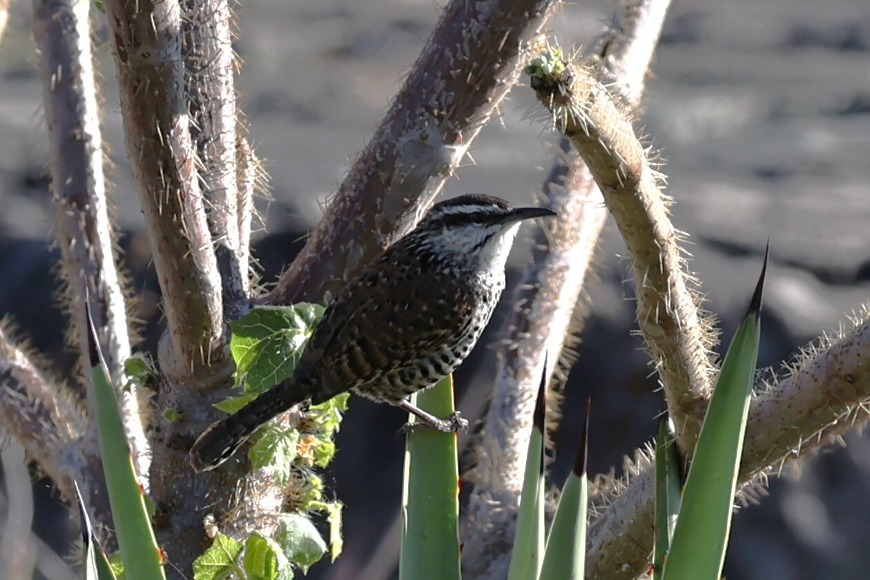 Boucard's Wren (Campylorhynchus jocosus), photo 7