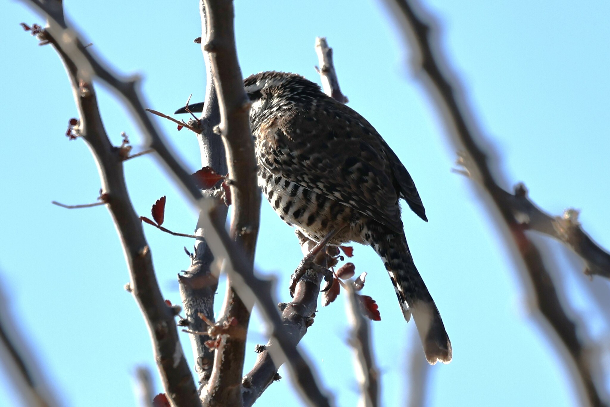 Boucard's Wren (Campylorhynchus jocosus), photo 9