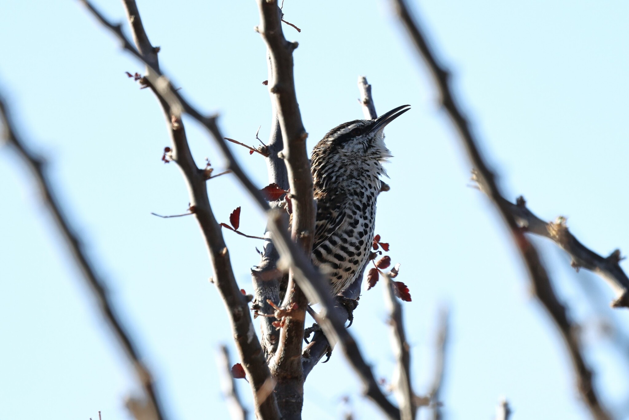 Boucard's Wren (Campylorhynchus jocosus), photo 8