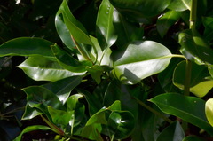 Ficus sundaica