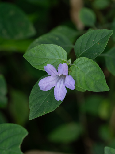 Ruellia prostrata Poir.