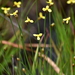 Twisted Yellow-eyed Grass - Photo (c) Cat Chang, some rights reserved (CC BY-NC), uploaded by Cat Chang