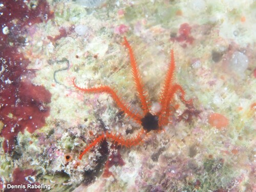 Ophiothrix angulata observed 2025-01-20