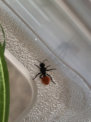 Dasymutilla nogalensis