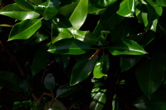 Ficus sundaica