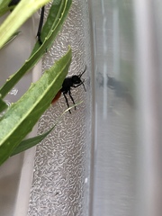 Dasymutilla nogalensis