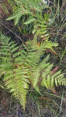 Pteridium aquilinum decompositum