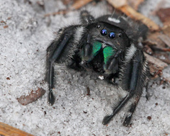 Phidippus regius
