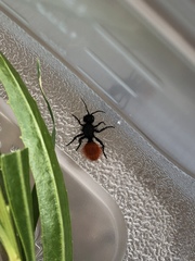 Dasymutilla nogalensis