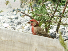Haemorhous mexicanus