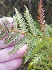 Pteridium aquilinum decompositum