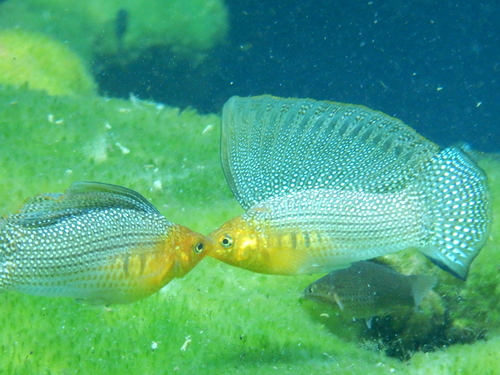 Yucatán Molly