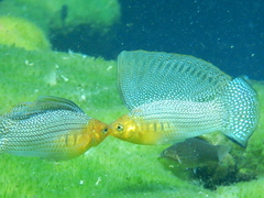 Yucatan Molly photo 2