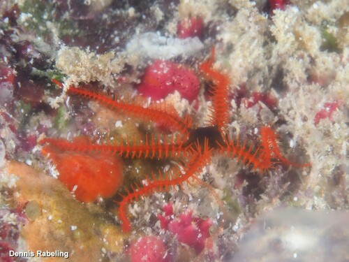 Ophiothrix angulata observed 2025-01-20