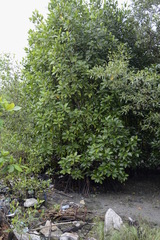 Ficus sundaica
