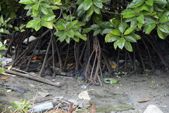 Ficus sundaica