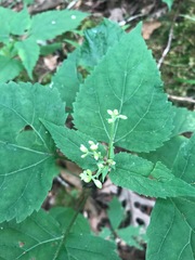 Collinsonia canadensis