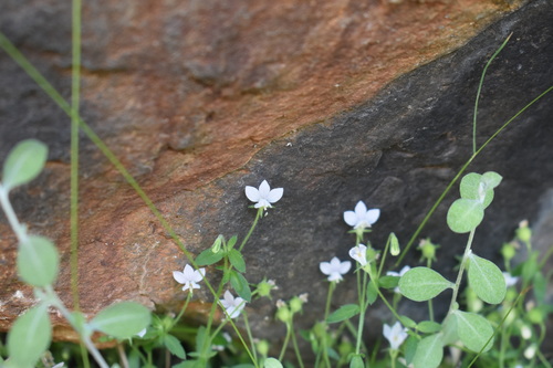White Oneye (Monopsis alba)