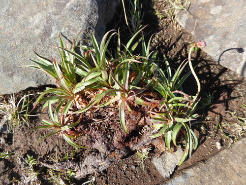 Armeria maderensis (Armeria maderensis)