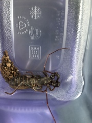 Mastigoproctus tohono