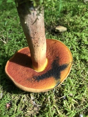 Boletus subluridellus