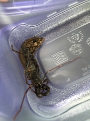 Mastigoproctus tohono